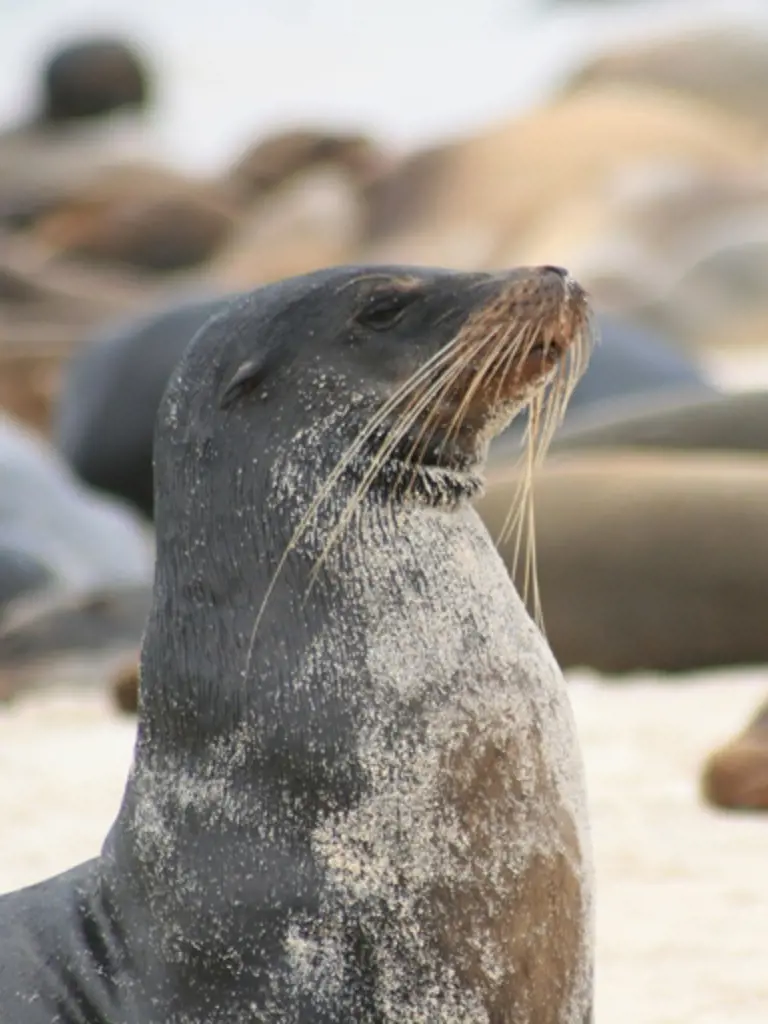 Abenteuer und Entspannung: Zwei Wochen auf den Galapagos-Inseln